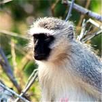 Vervet monkey  in kruger